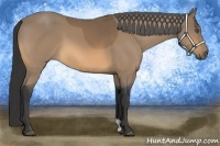 Horse Color:Buckskin 