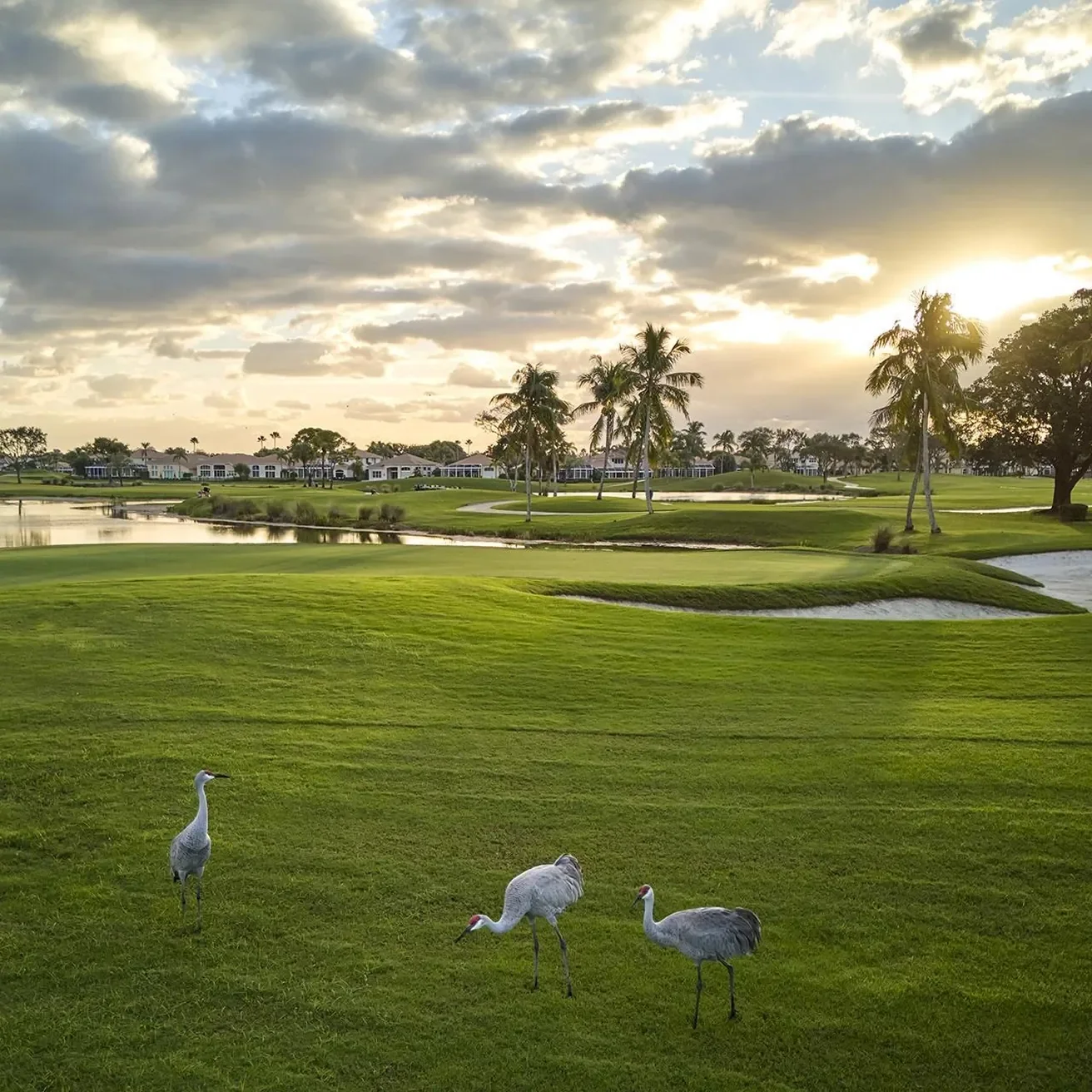Swans in a fairway