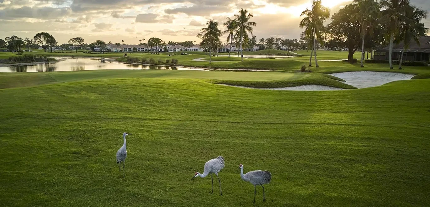 Cranes in a golf fairway at sunset