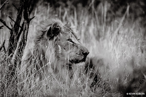 The NEW BW Midbright