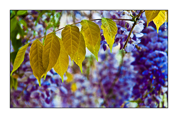 4x6 with EVEN white borders and black key line