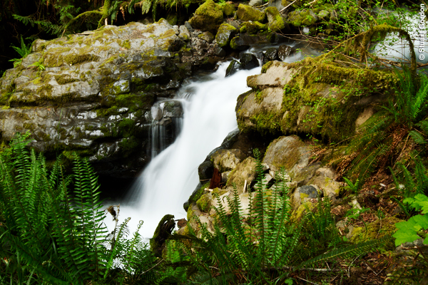 Velveteen 48 reduced