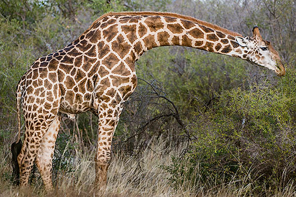 Smarter Sharp Edge Mask 2