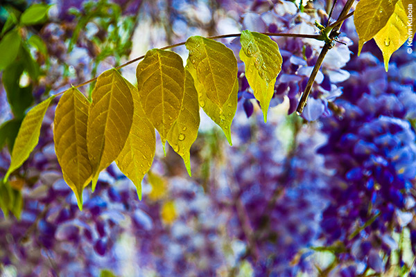 4x6 with EVEN white borders and black key line