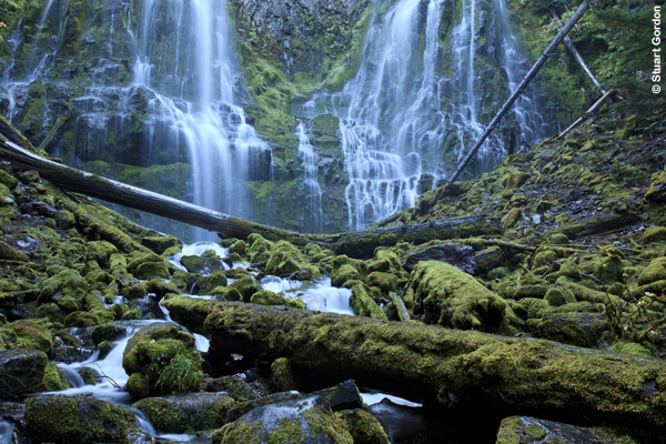 Enter the Dragon - Smooth Bold 2