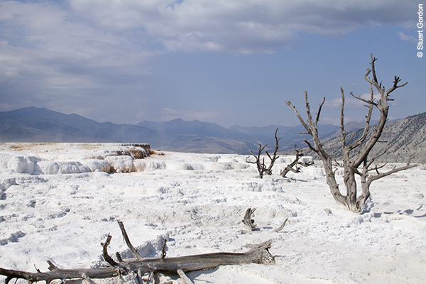 Rich Black and White