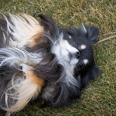 KK Shadow Detail Opener