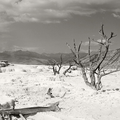 Rich Black and White