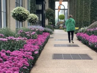 Thousands of mums line Longwood Gardens