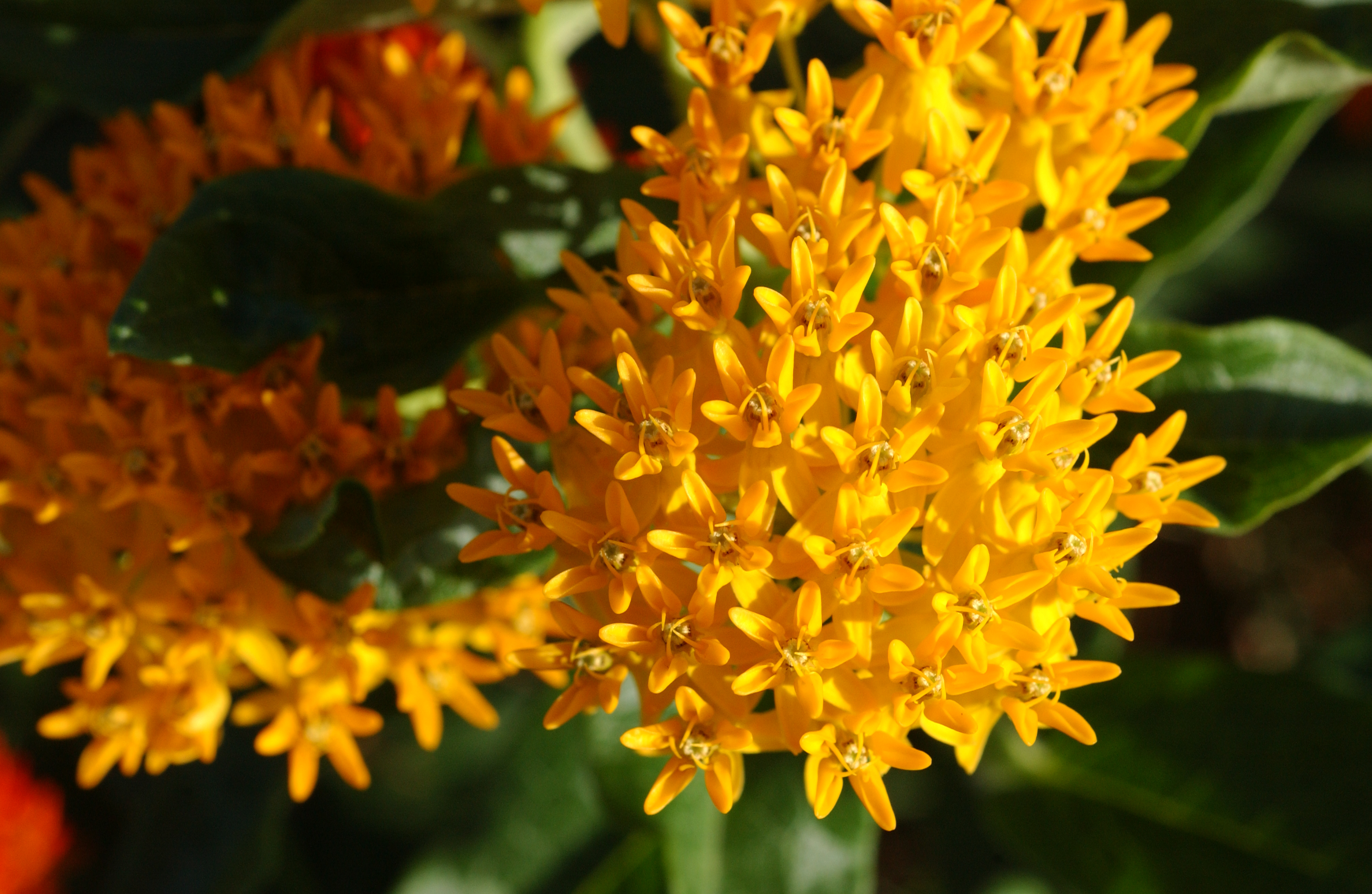 DSC_0377 Bursting forth; yellow butterfly weed flower head; Edgartown