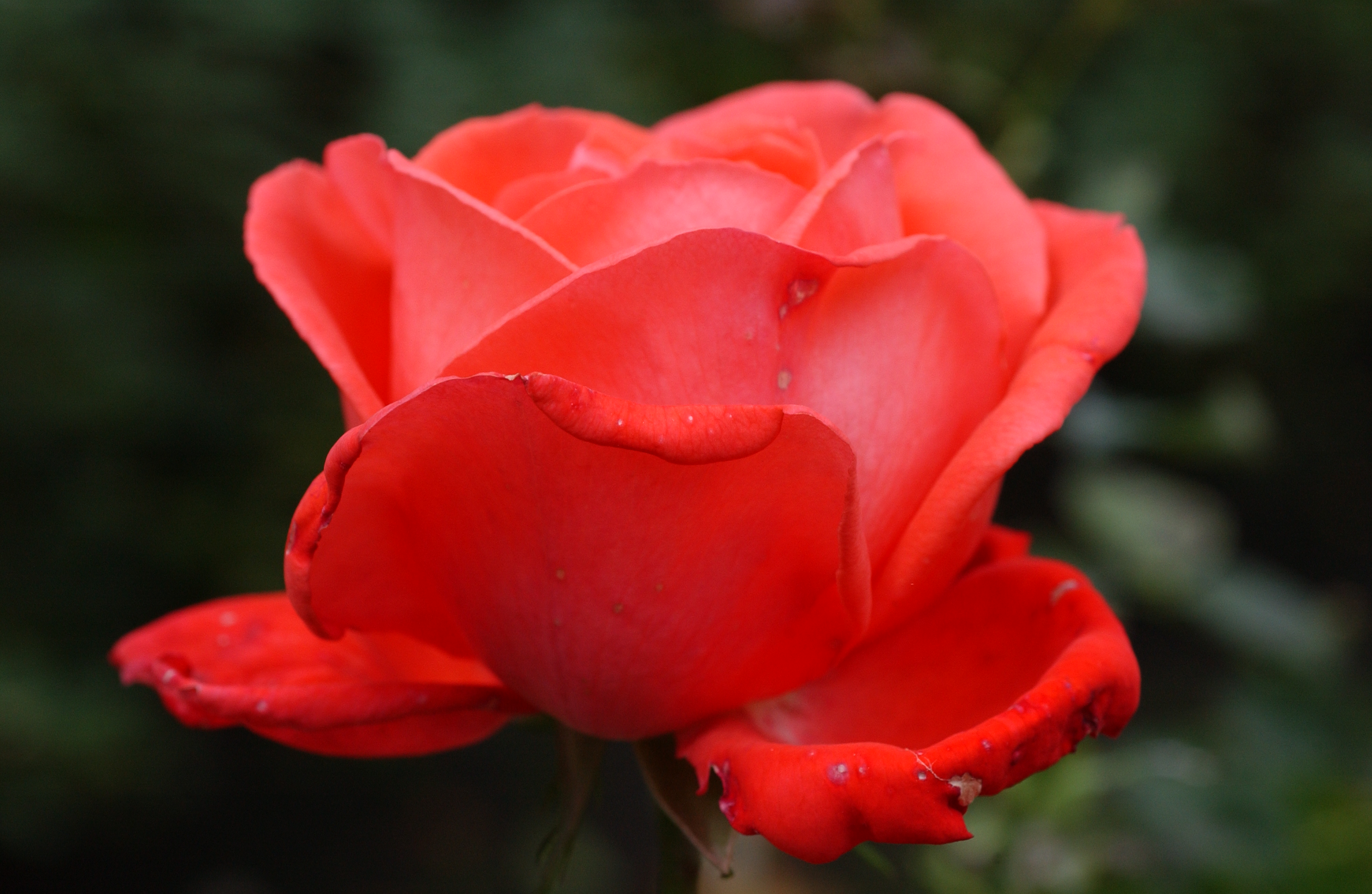 DSC_0620 London rose; early Fall. October 2009.