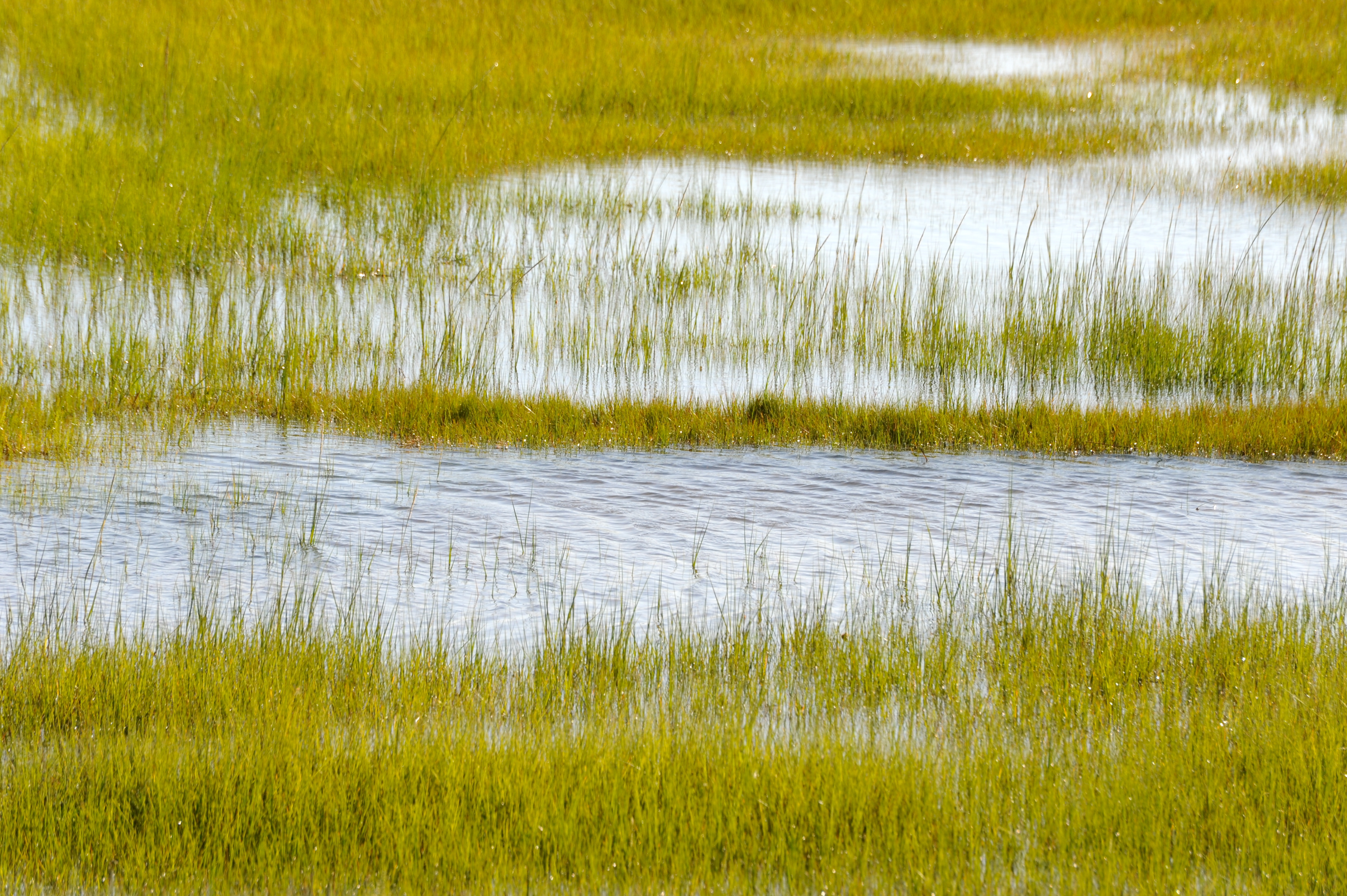 DSC_7628 Wind ripples; Sengekontacket; Edgartown, Martha’s Vineyard