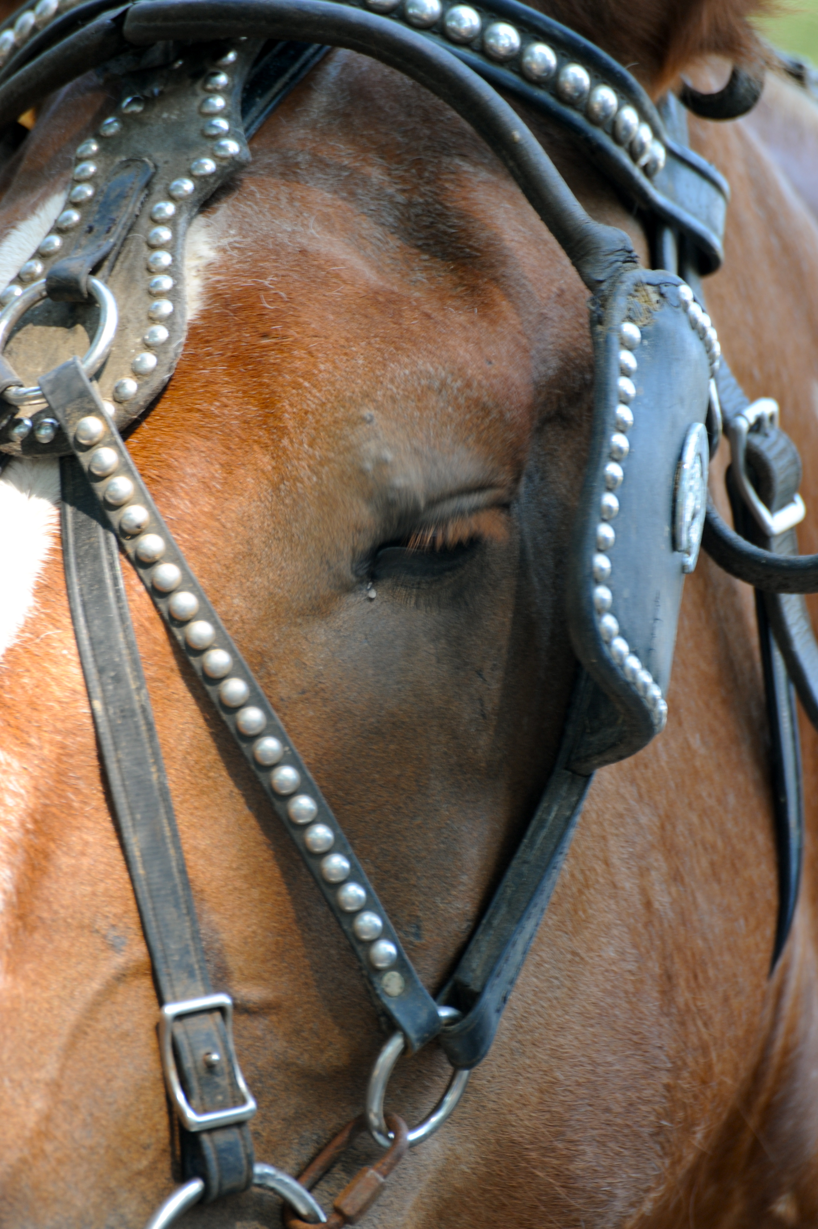 DSC_7639 Detail; draft horse harness; Dukes County Agricultural Fair