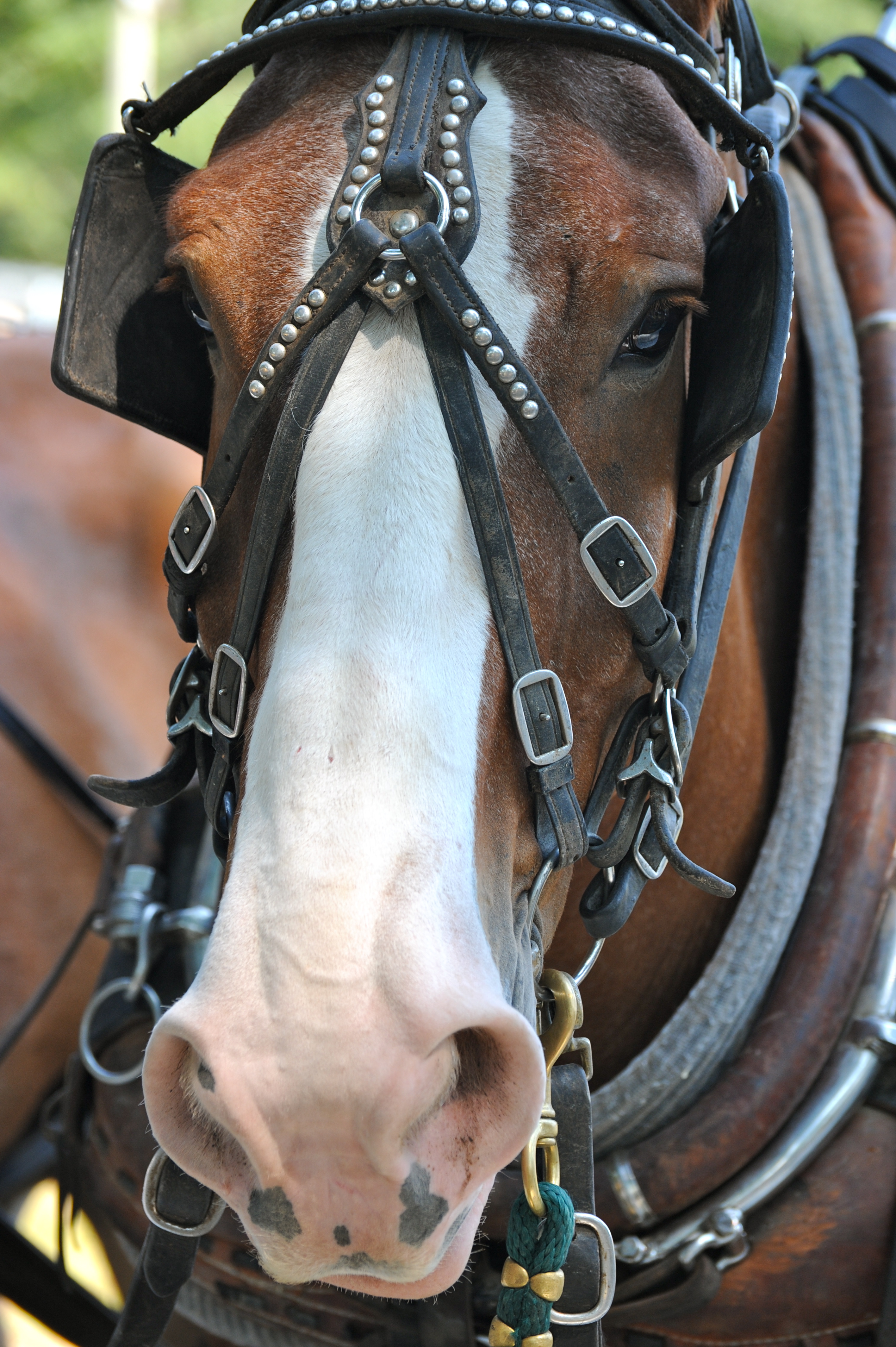 DSC_7640 Detail; draft horse harness; Dukes County Agricultural Fair