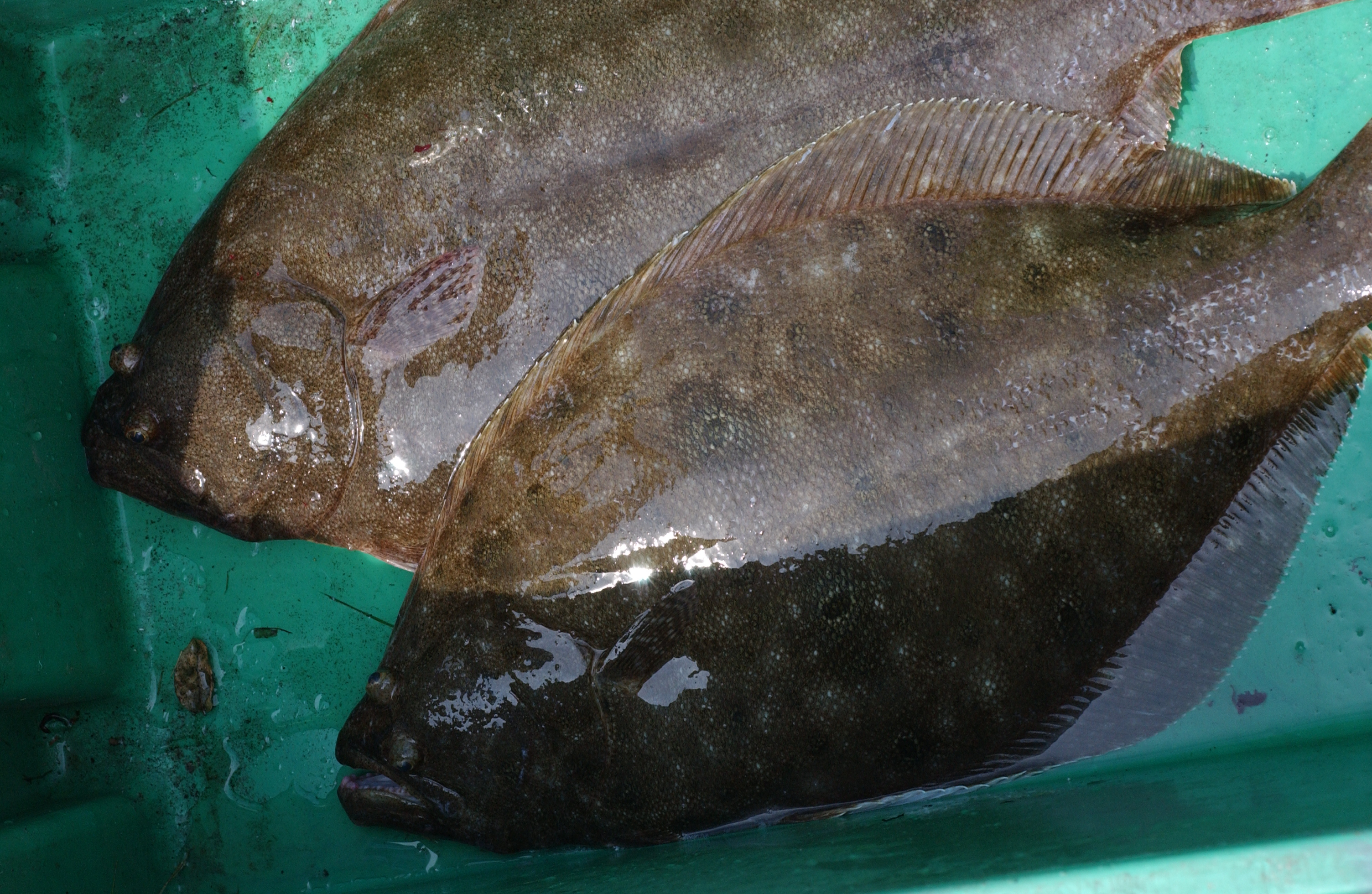 DSC_0383 Flat fish, bottom feeders; Menemsha, Martha’s Vineyard