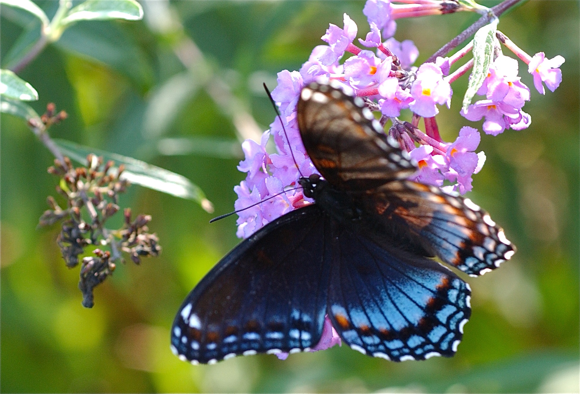 Felix Neck Wildlife Sanctuary; Martha’s Vineyard Island, Massachusetts