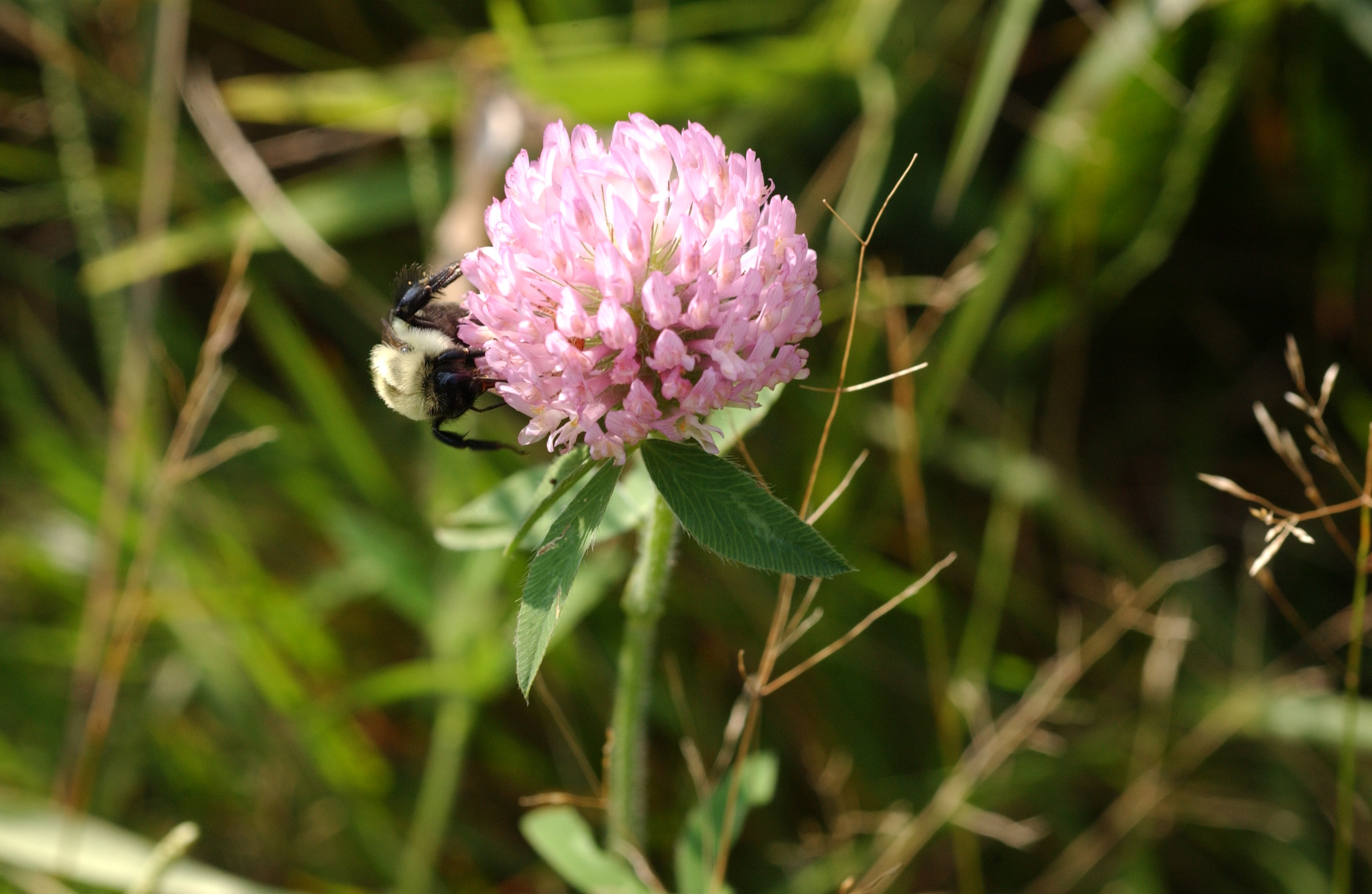 DSC_0296 Winged visitor; Felix Neck Wildlife Sanctuary; Massachusetts