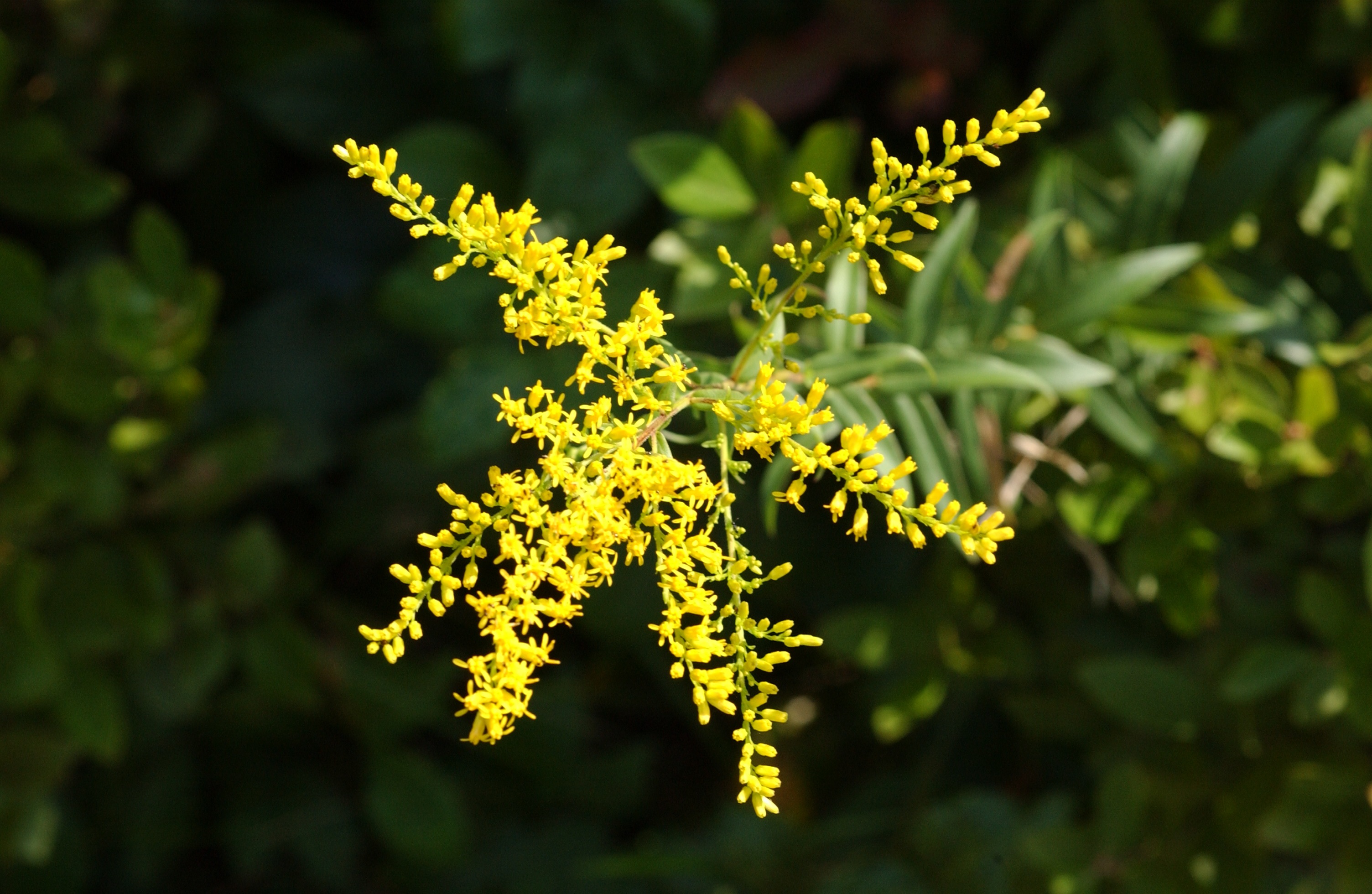 DSC_0288 Gold on green; Felix Neck Wildlife Sanctuary; Massachusetts