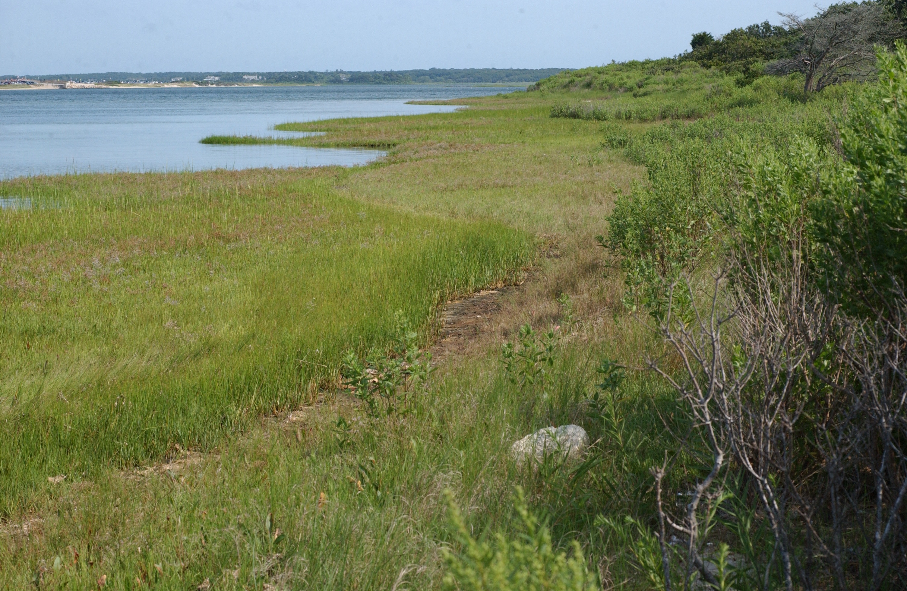 DSC_0275 Meandering shoreline, footpath; Felix Neck Wildlife Sanctuary