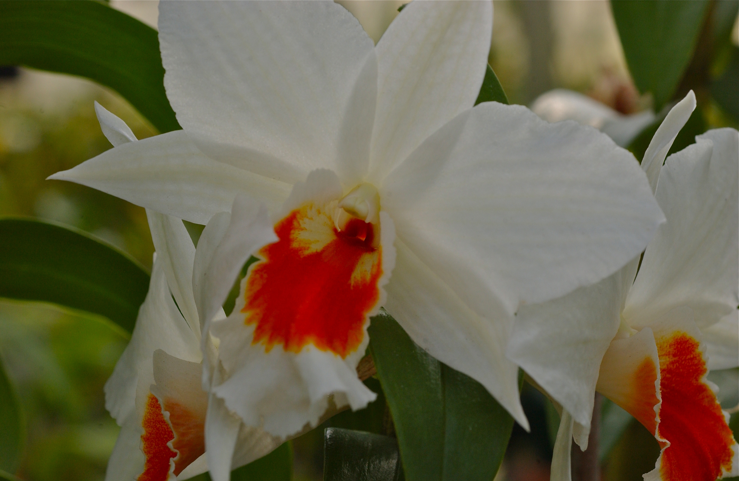 DSC_0355 Lois Duffin Orchids; Wyndmoor, Pennsylvania, USA