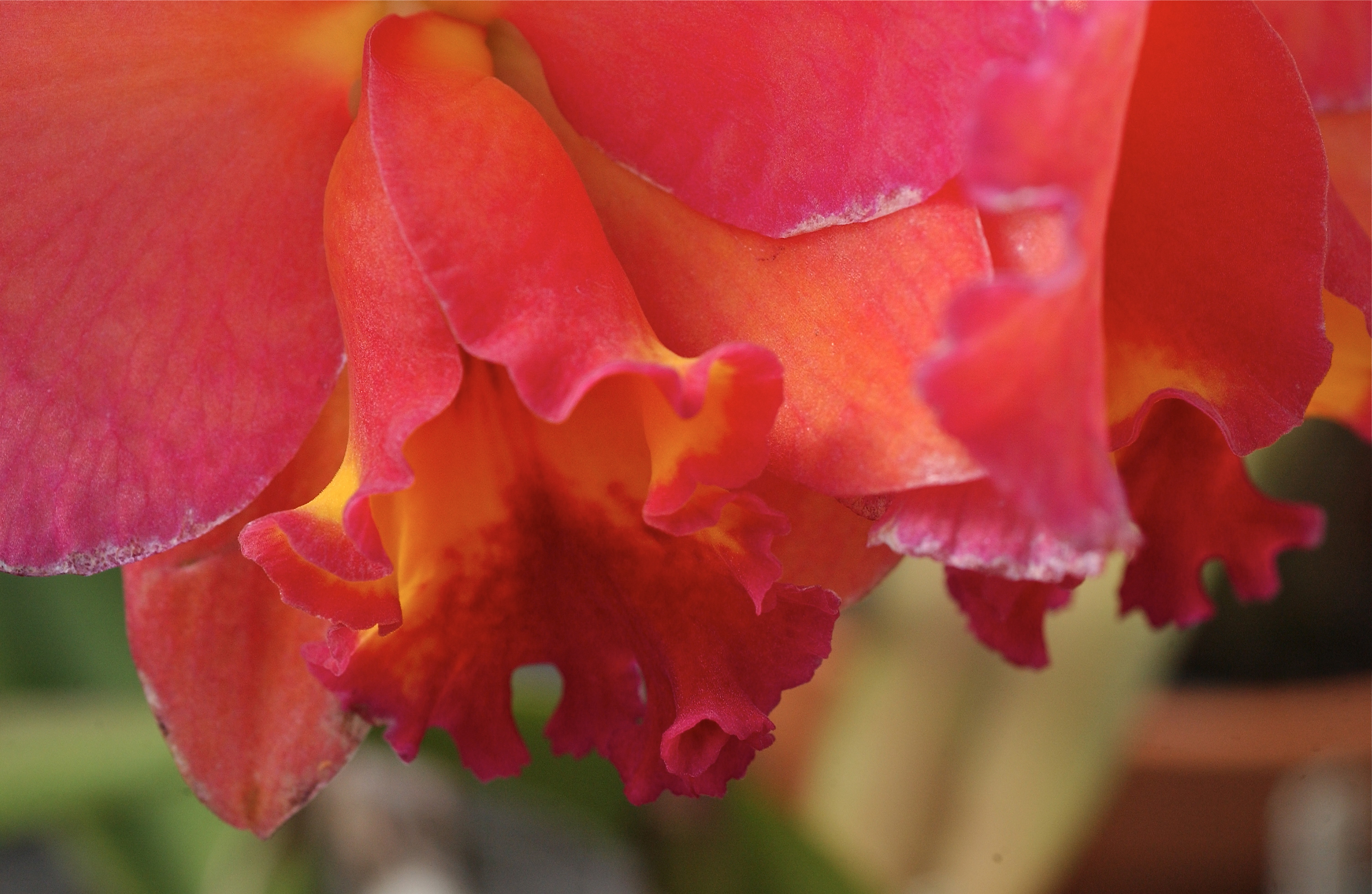 DSC_0316 Lois Duffin Orchids; Wyndmoor, Pennsylvania, USA