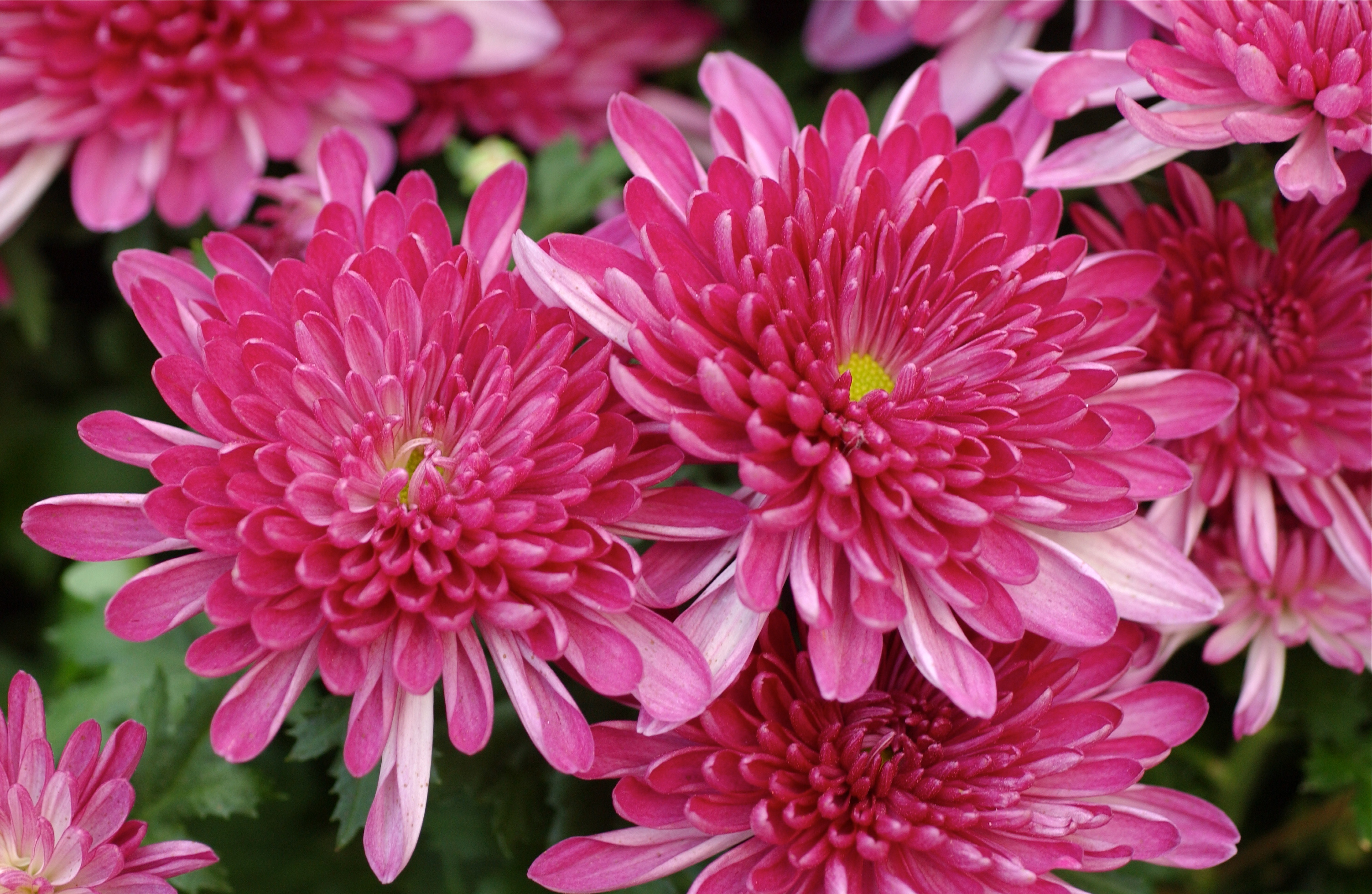 DSC_0060 Explosive; Hotel Bellagio flower show; Las Vegas, Nevada, USA