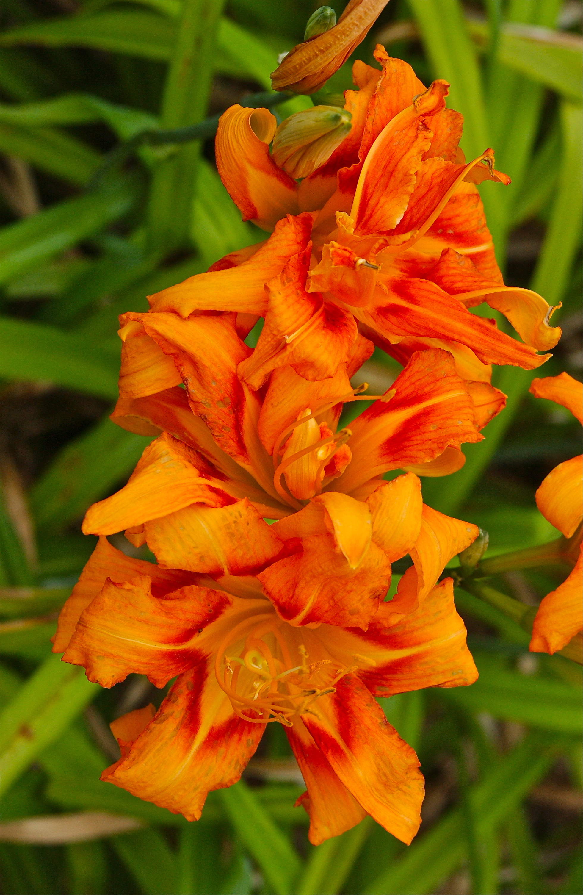 DSC_0438 Stacked; Captain Daniel Fisher House; Edgartown, Martha’s
