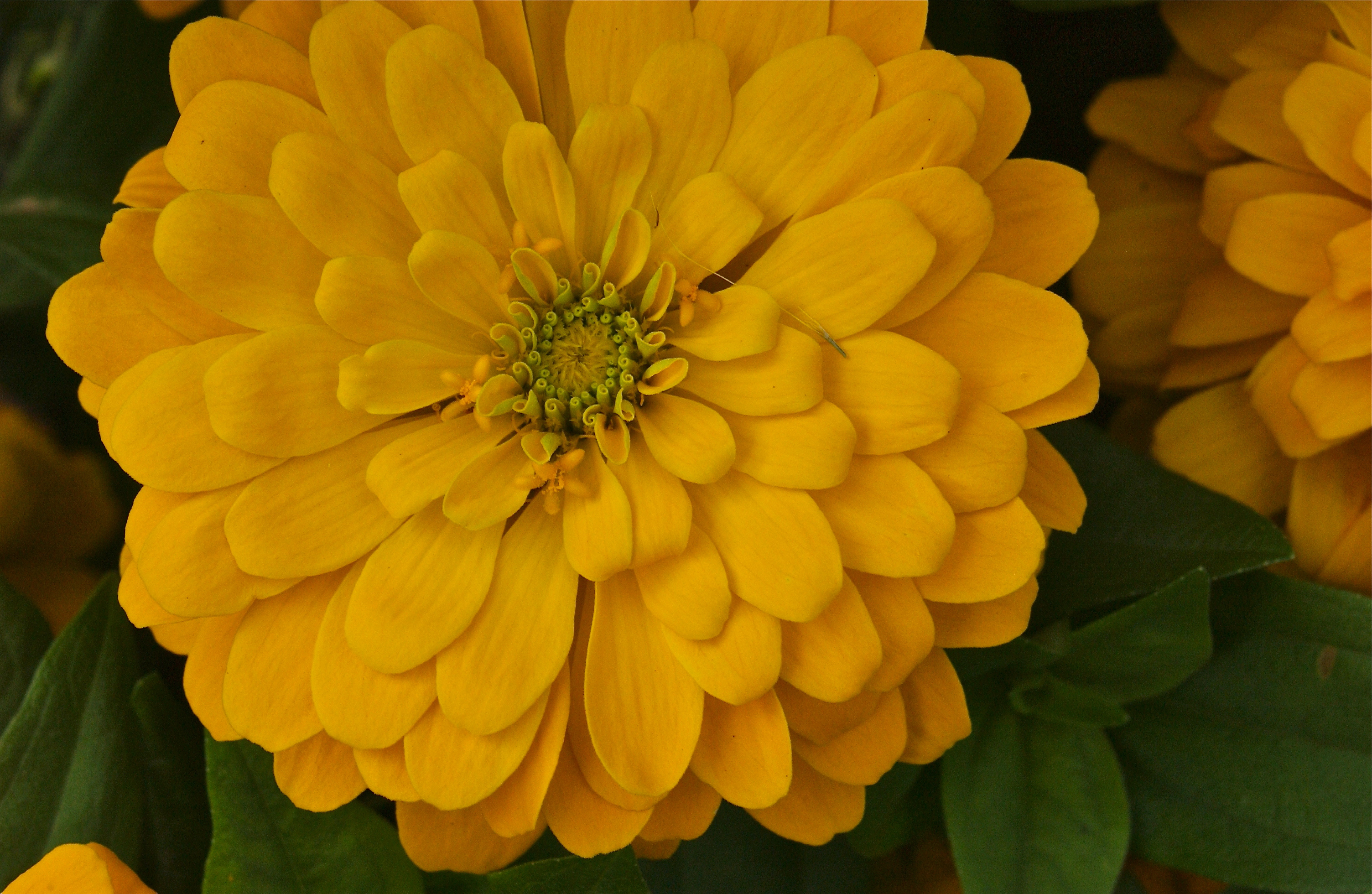 DSC_0401 Petaled gold; Captain Daniel Fisher House; Edgartown, Martha’s