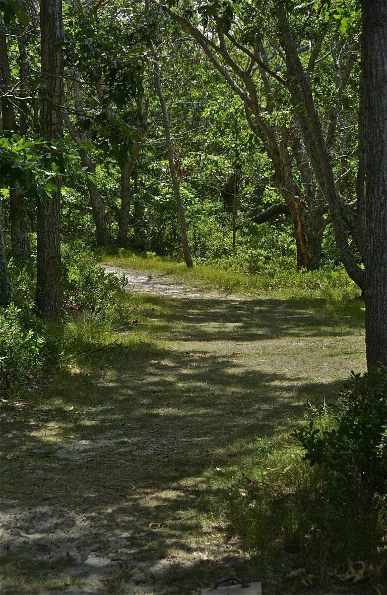 Crabs, Other Creatures; Felix Neck Wildlife Sanctuary; Edgartown