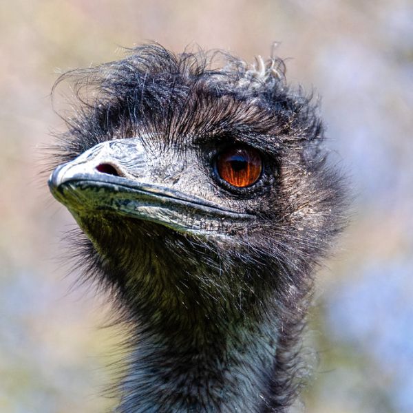 Some Birds (Werent Made to Fly) By Sinisa Petric and Milo Ippolito