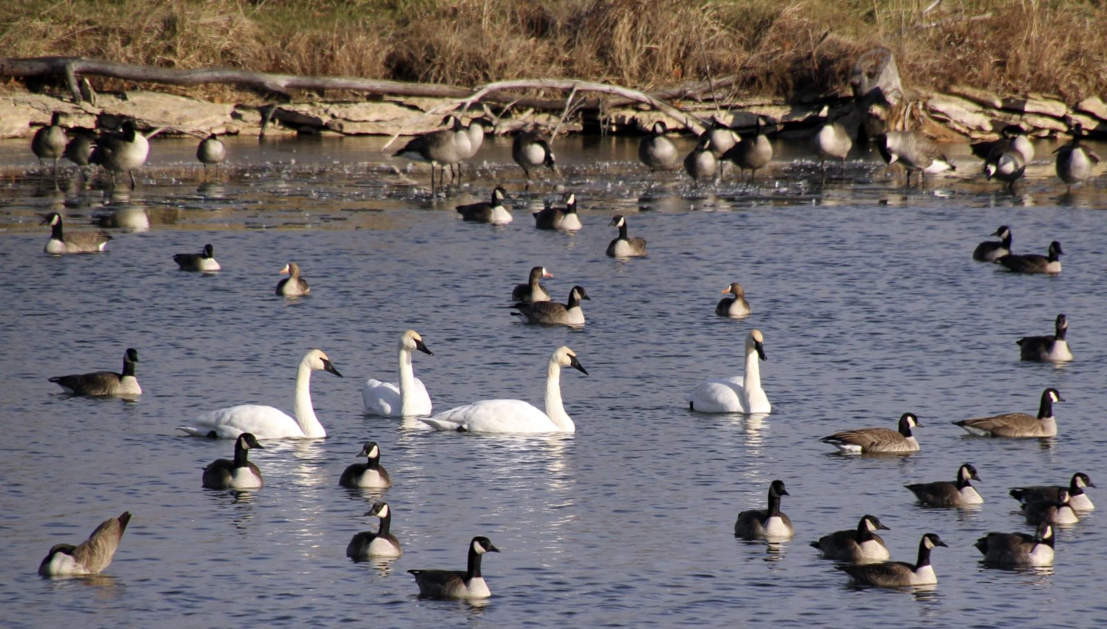 Trumpter Swans Visit Missouri | KMZU The Farm 100.7 FM