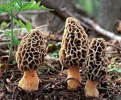 Richmond Mushroom Festival Concert Change