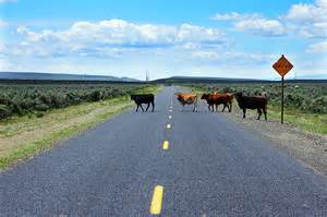 Cow Causes Injury Accident
