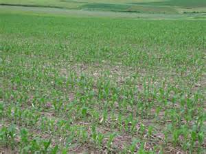 Crop Progress For Week Ending May 17th