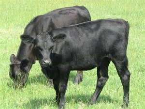 USDA reaches agreement to reopen beef exports to Brazil