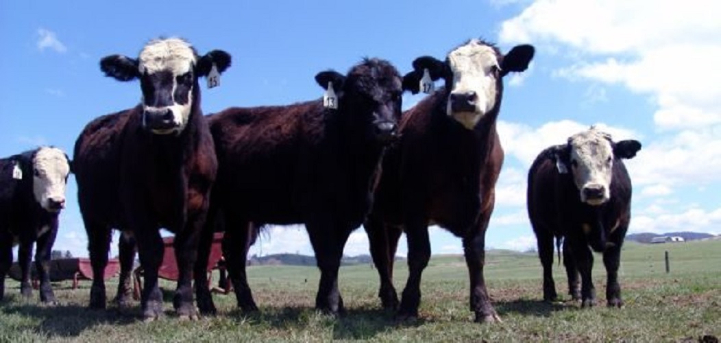 Beef or dairy choosing the right breed of cattle in Missouri KMZU
