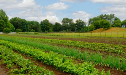 No-till farming can improve soil health and lower annual costs
