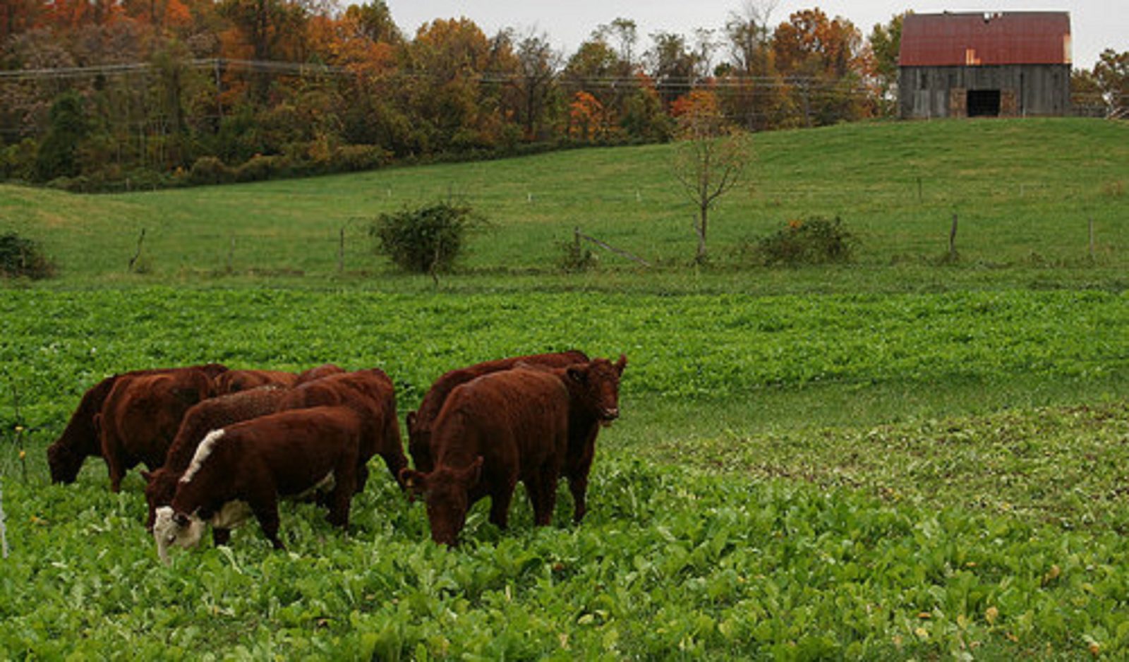 Keeping cattle cool during the hot and humid Missouri summer KMZU The
