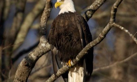 Feathered Flyers: Bird Watching in Missouri