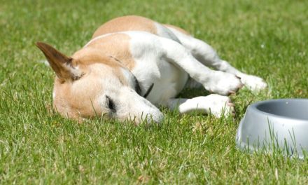 Keep your furry friends cool and safe during the dog days of Summer