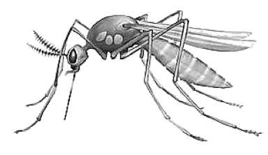 More mosquitoes this summer? ‘Quite possible’, says mosquito expert