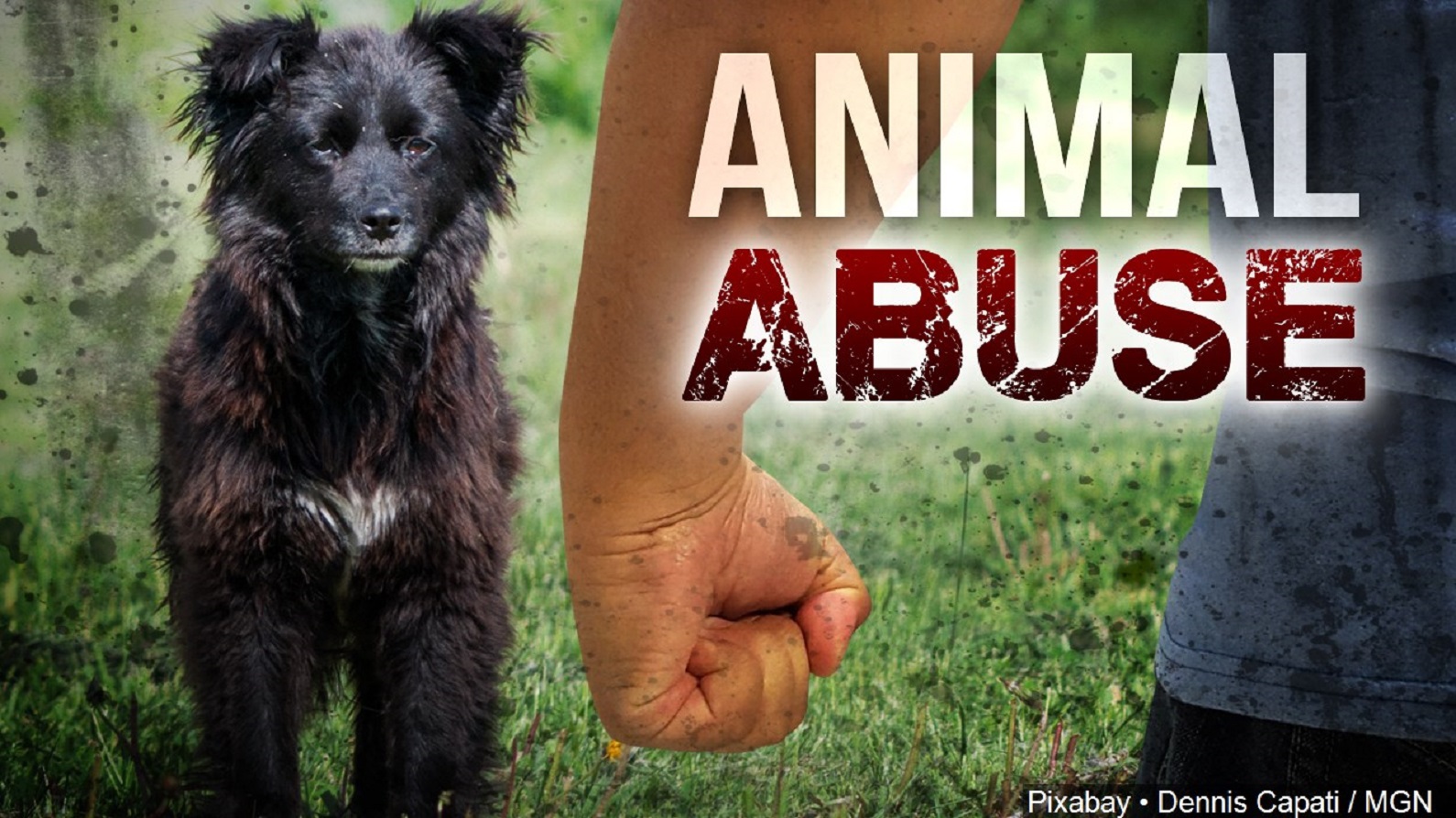 Officials reveal over 120 animals died at locally run