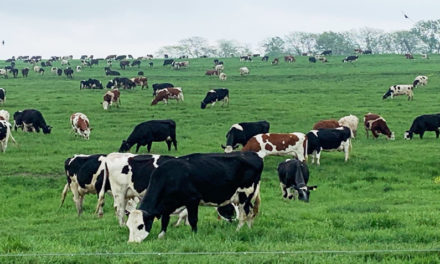Dairy industry feels the squeeze; Dean Foods and Borden File Chapter 11-Part 1