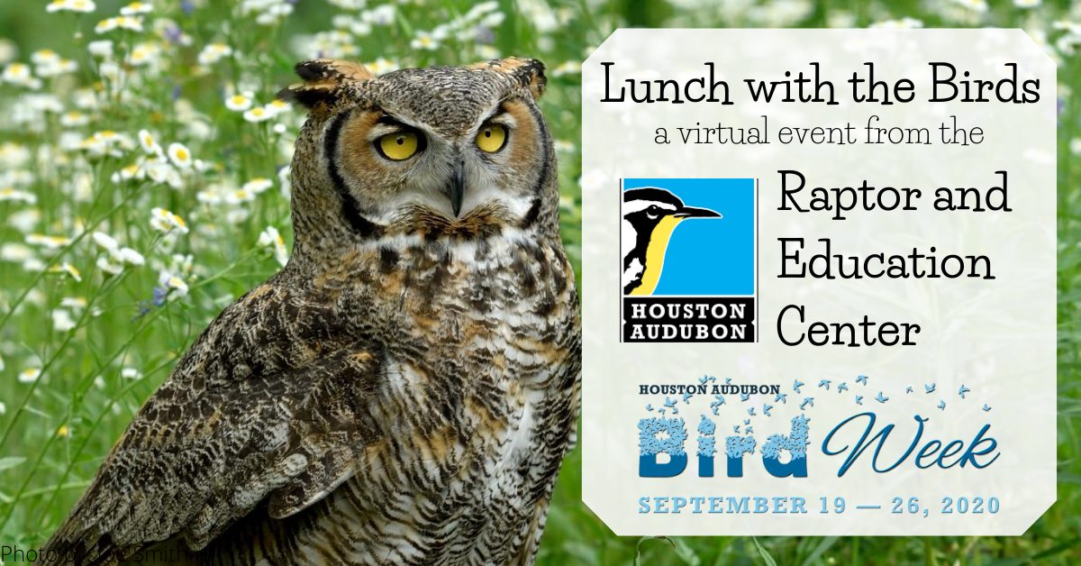 Virtual Lunch with the Birds - Bird Week | What’s happening in Seattle