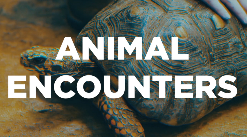 Animal Encounters Virtual Series | Kids Out and About Anchorage