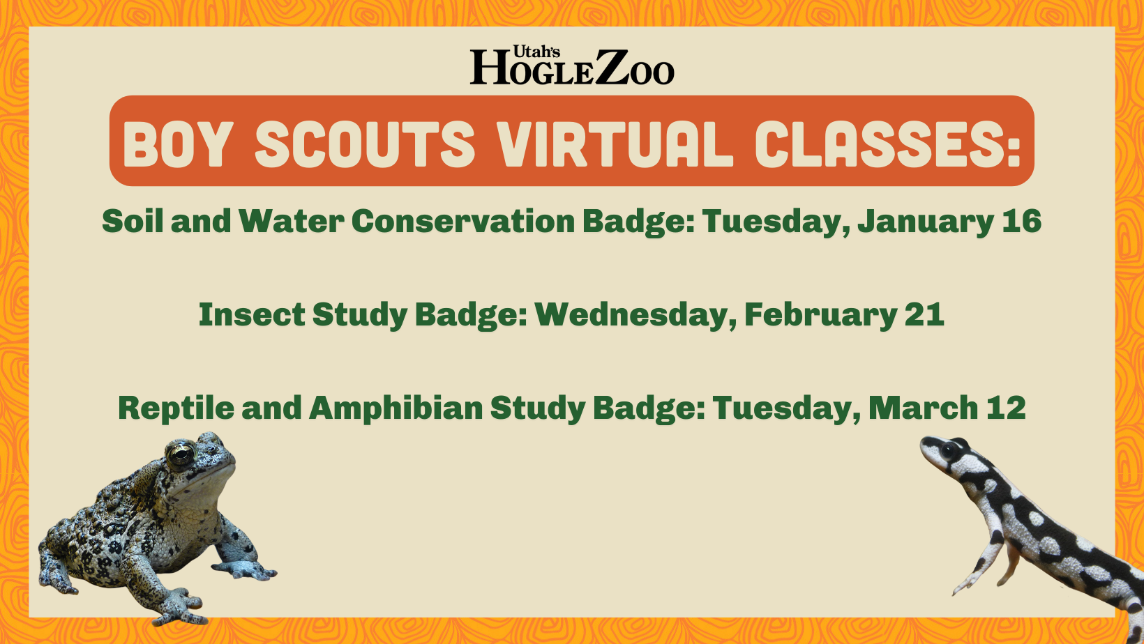 Boy Scouts: Insect Study Badge VIRTUAL | Kids Out and About Phoenix