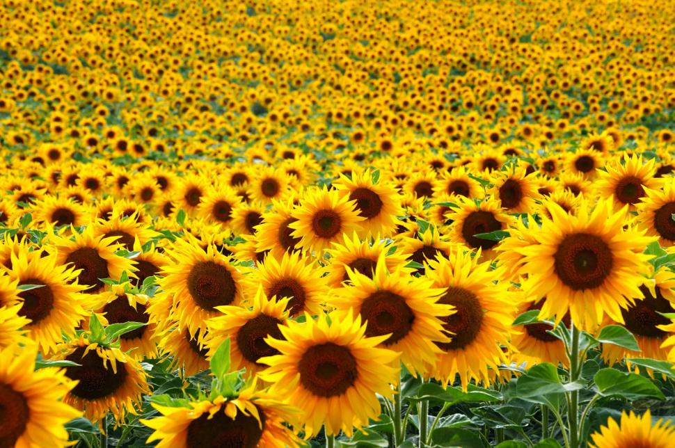 Sunflower Fields on Long Island
