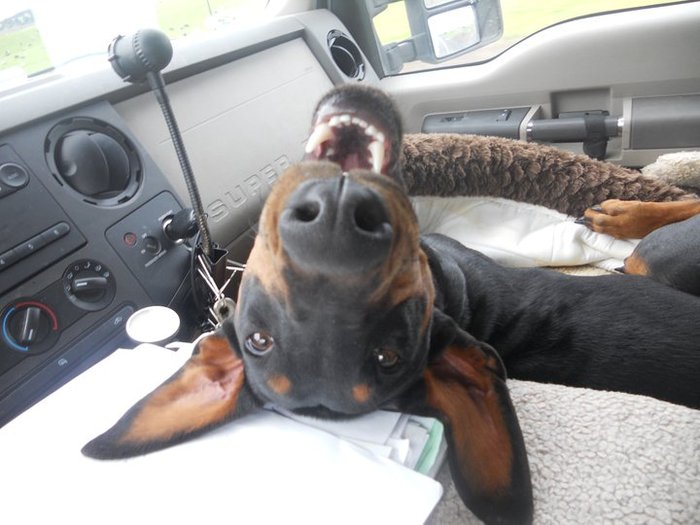 And heres a smile from rescue dog Daisy.