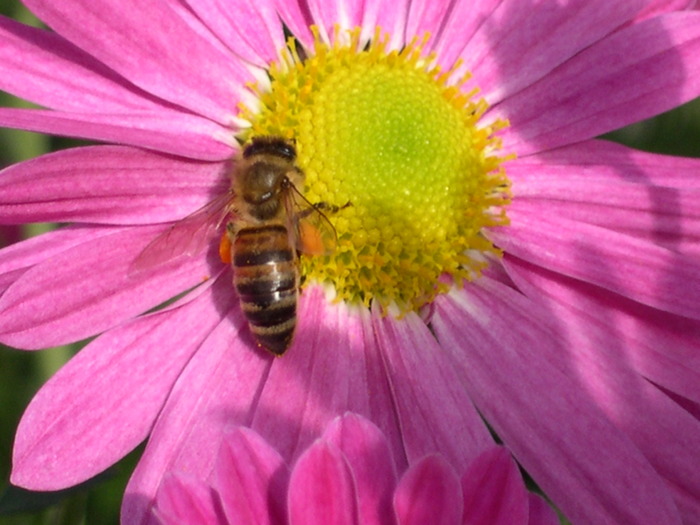 Global Warming Mum - Chrysanthemum 'Purple Mist' PPAF