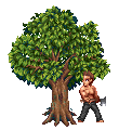 This is one tough tree